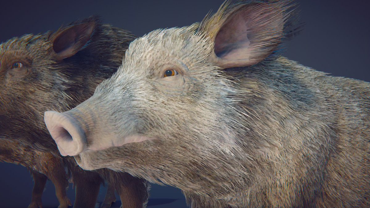 Realistic Boars
