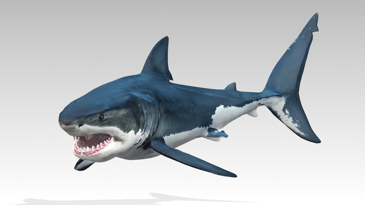 Great White Shark Animated