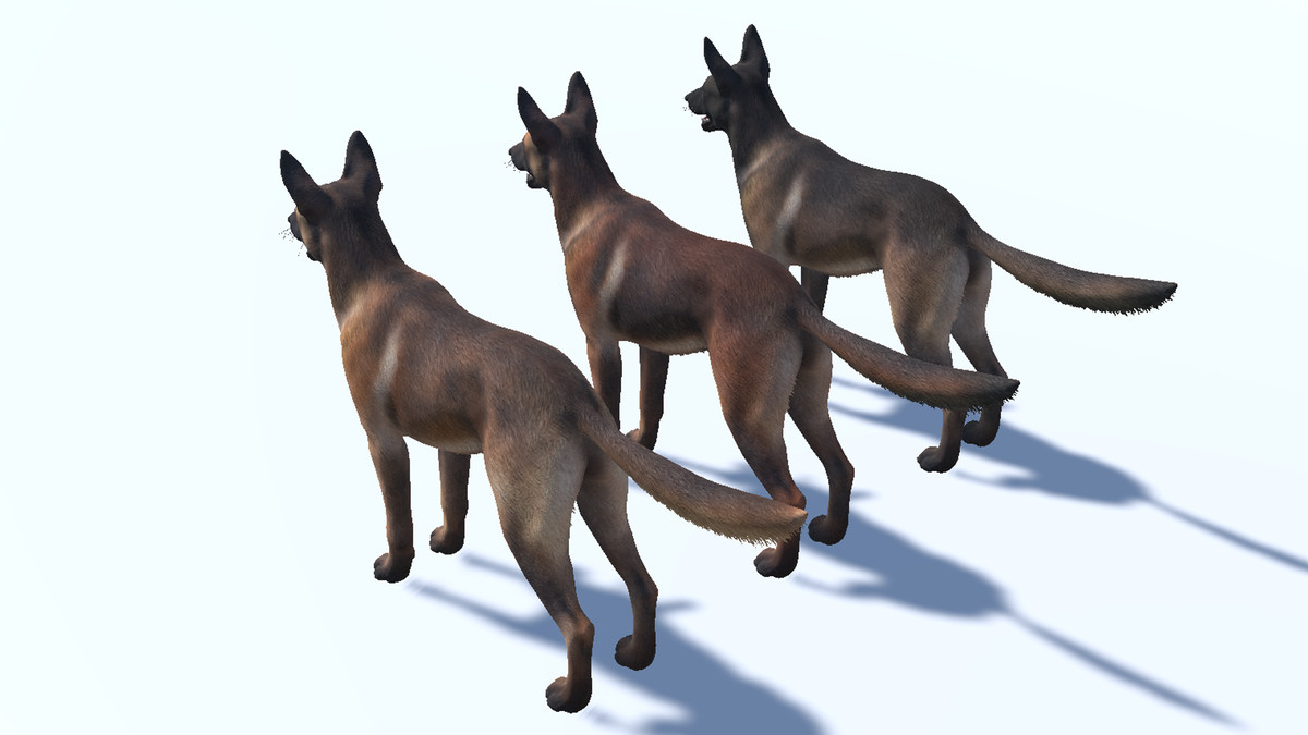 Dog - Belgian Malinois