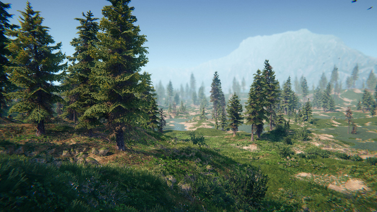 Spruce Forest