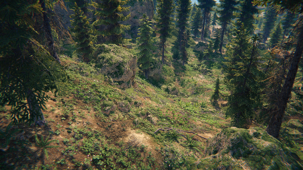 Spruce Forest