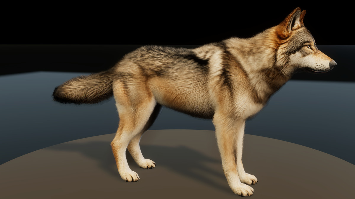 Forest Predators Collection - Realistic Animated Animals