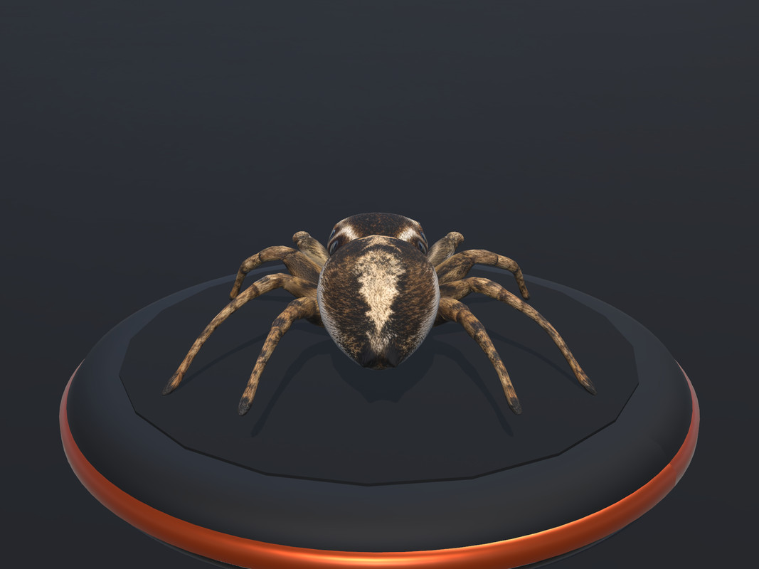Arachnid Collection — 4 Animated Spiders
