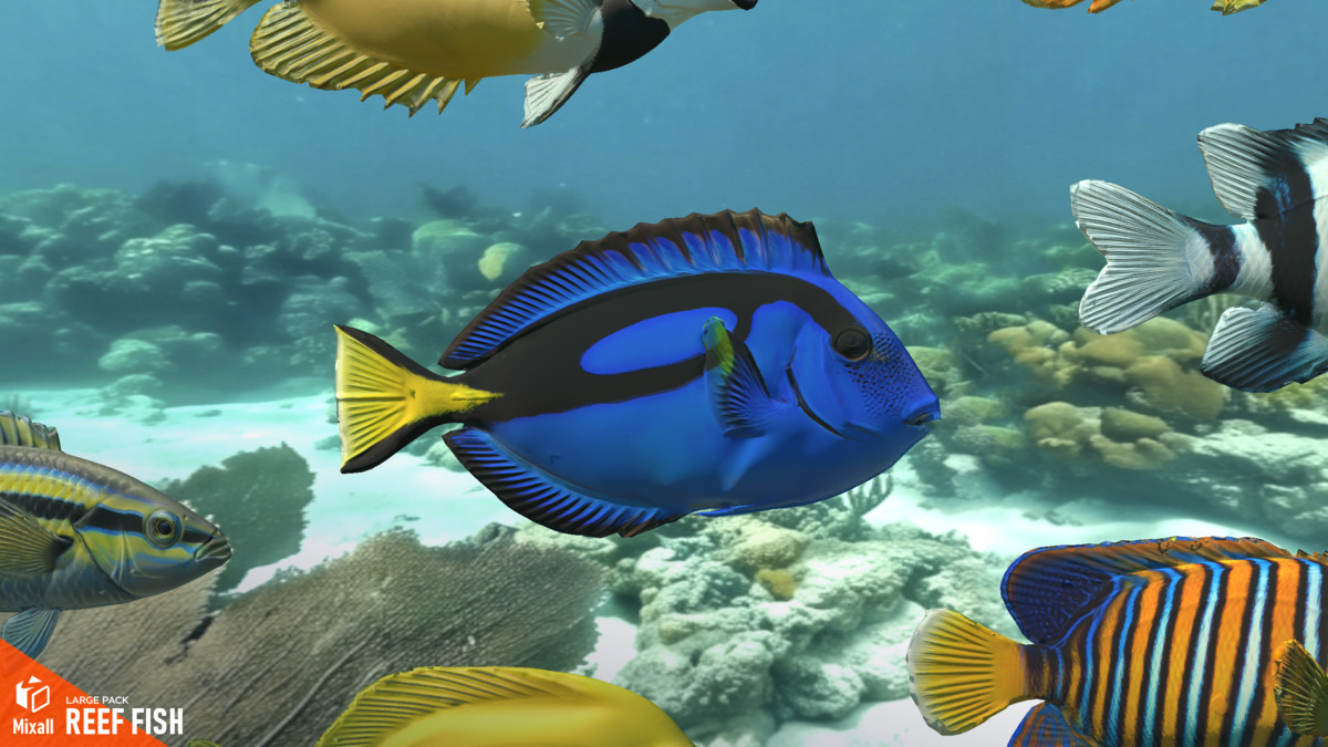Reef fish - large pack