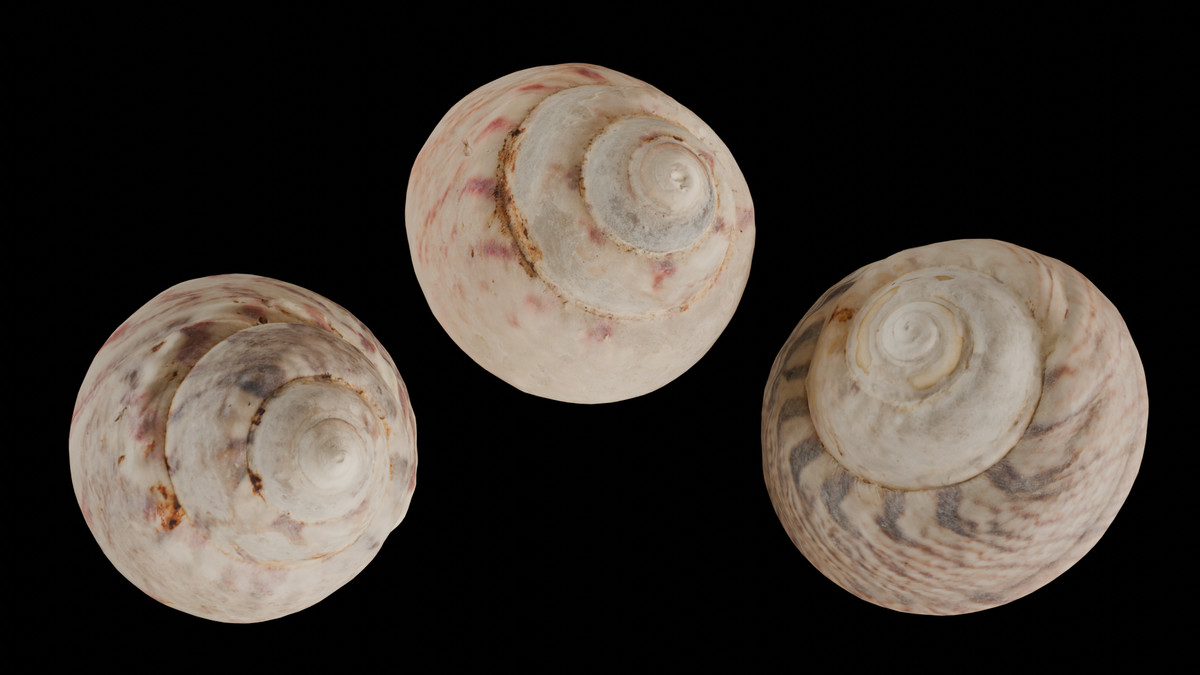 SeaShells Pack Vol 3