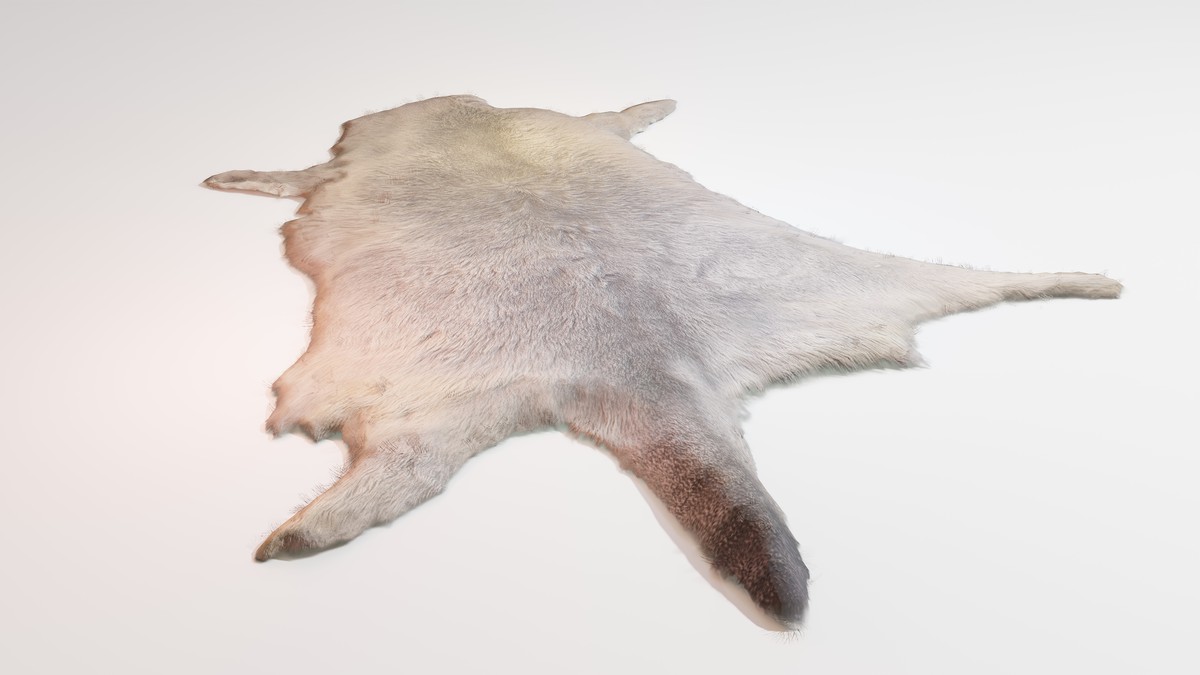 Animal pelts volume 6 bear, kangaroo, tiger, rhino, sheep, goat 4k URP Hair LODs