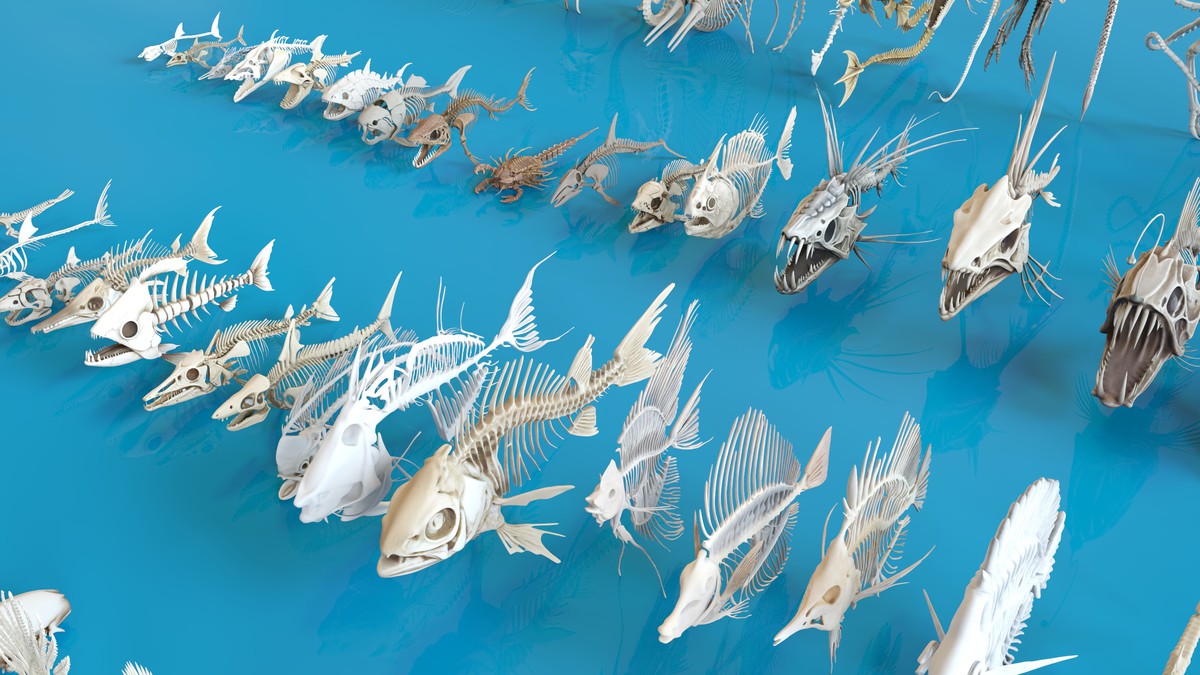 Fish and Underwater Creatures Skeleton Collection – Marine Bone 3D Asset Pack