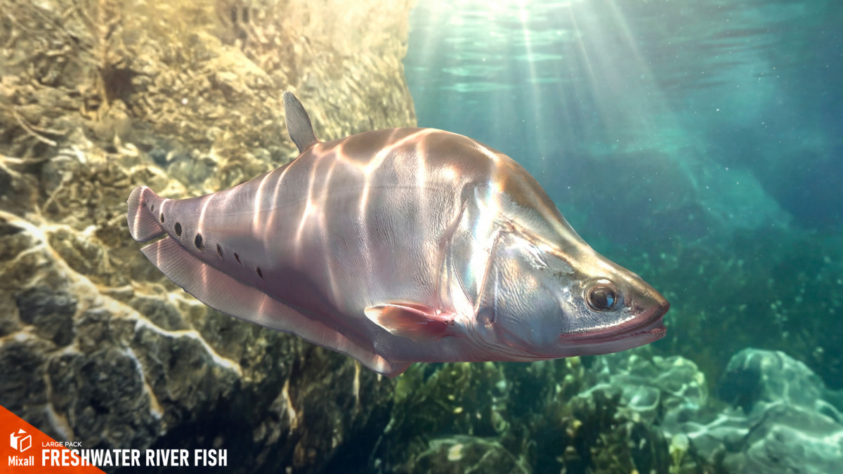 Freshwater river fish - large pack