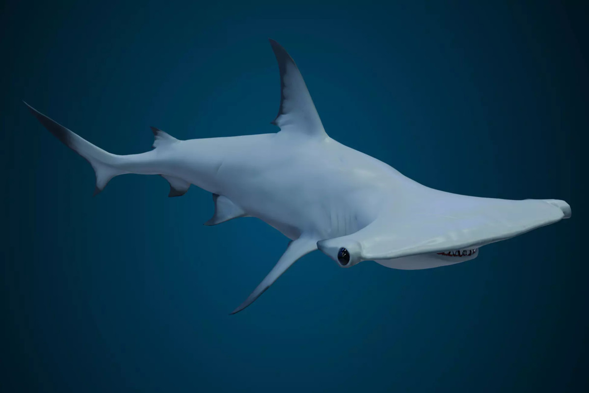 Animated Sharks Bundle