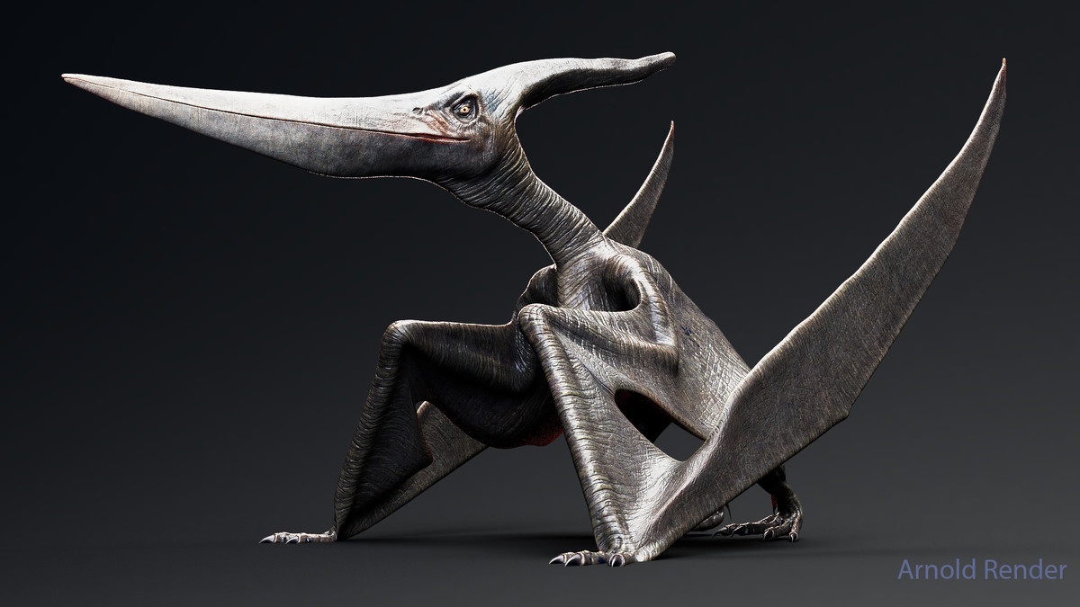 Dinosaur Pteranodon 179 Animations