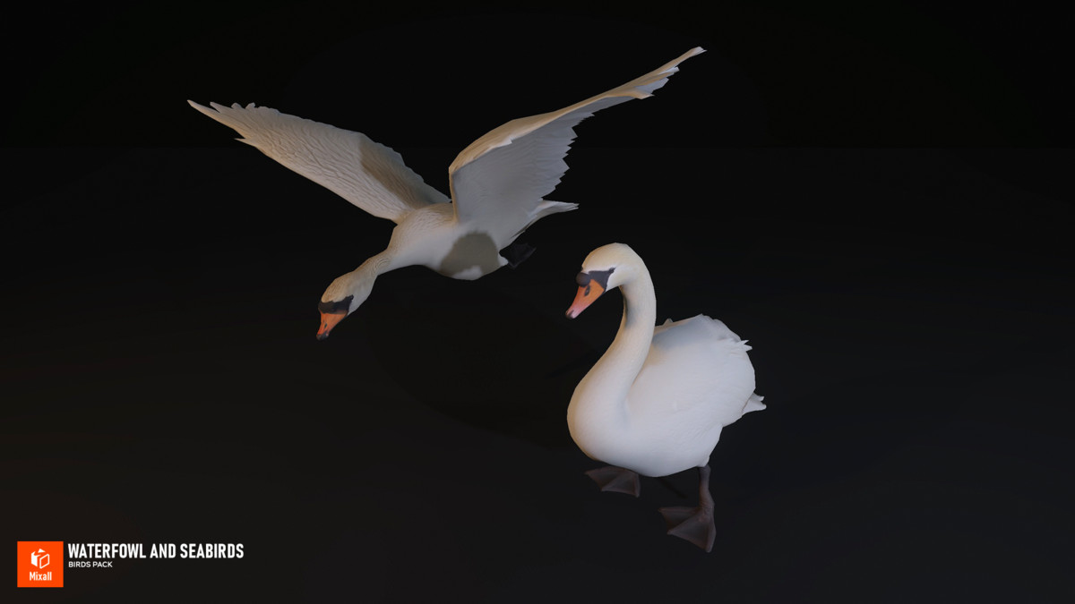 Waterfowl and seabirds - birds pack