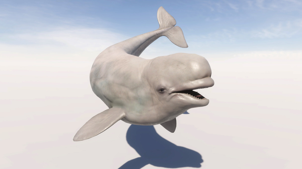Beluga Whale with Spline System