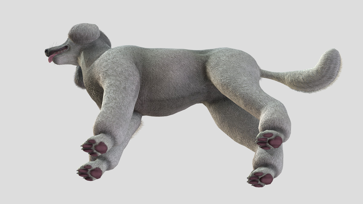 Dog - Poodle