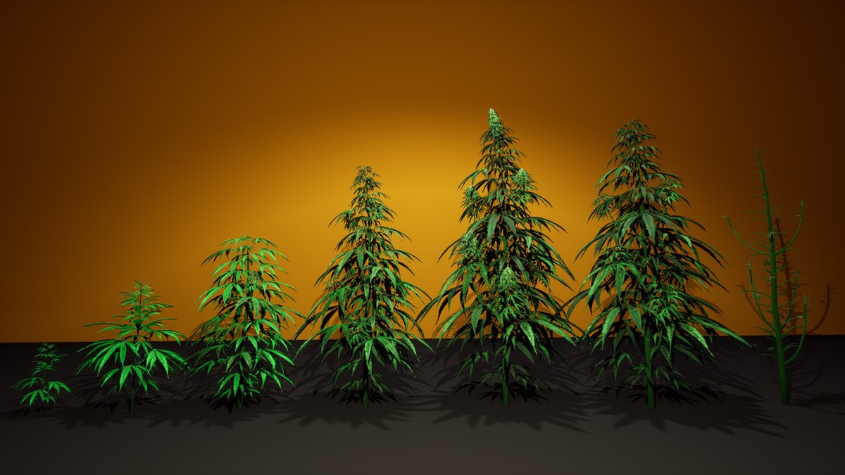 Cannabis (Hemp) Plant 3D Models Pack