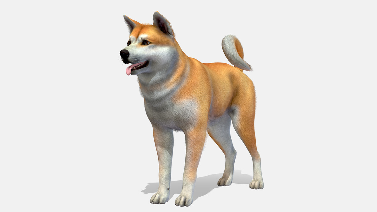 Dog - Akita Inu
