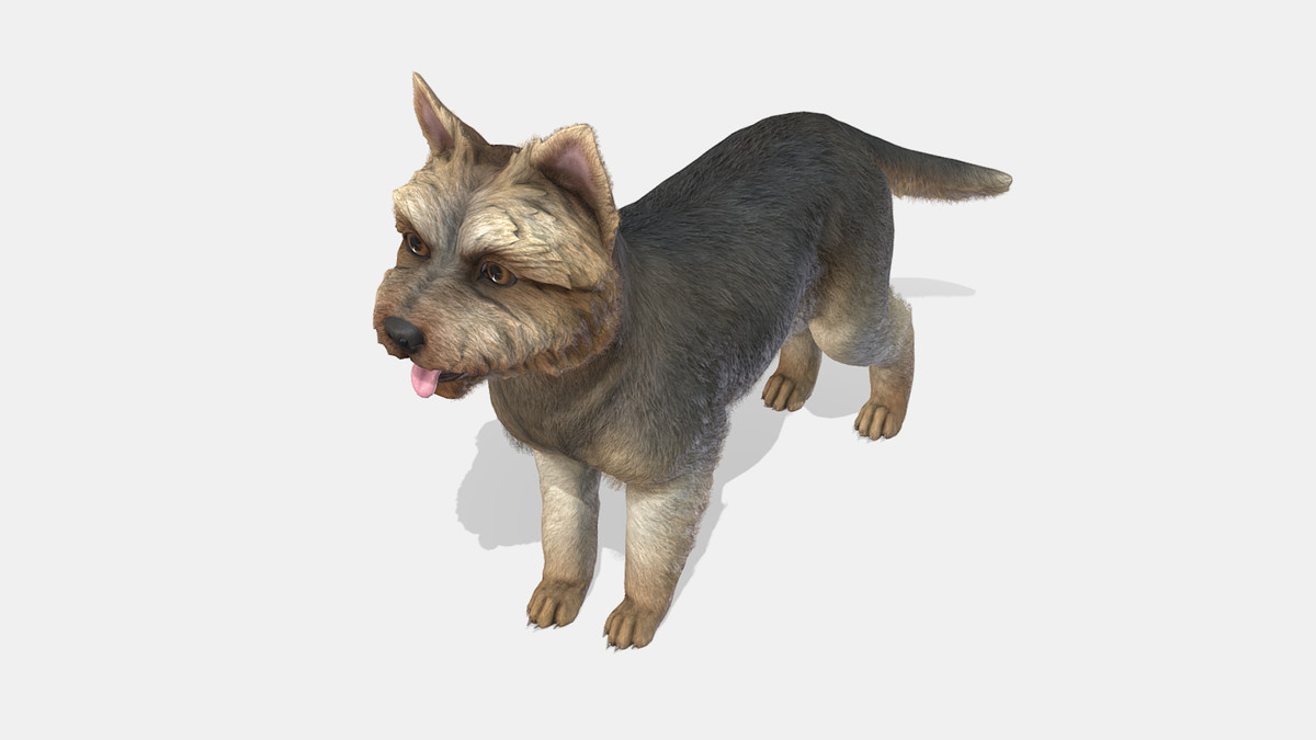 Dog - Yorkshire Terrier