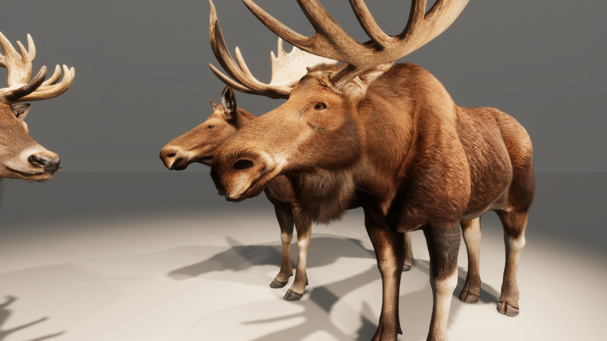 Realistic Deer & Moose – Animated Wildlife Pack