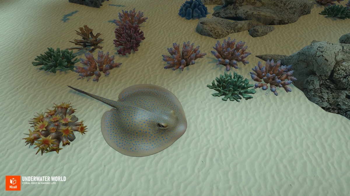 Underwater world - Coral Reef & Marine Life