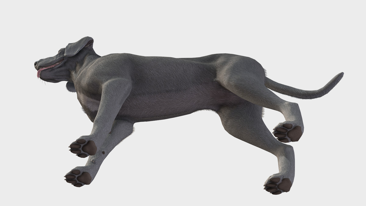 Dog - Great Dane