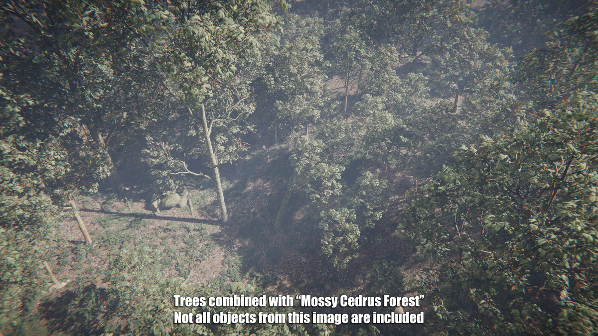Forest Oak Trees