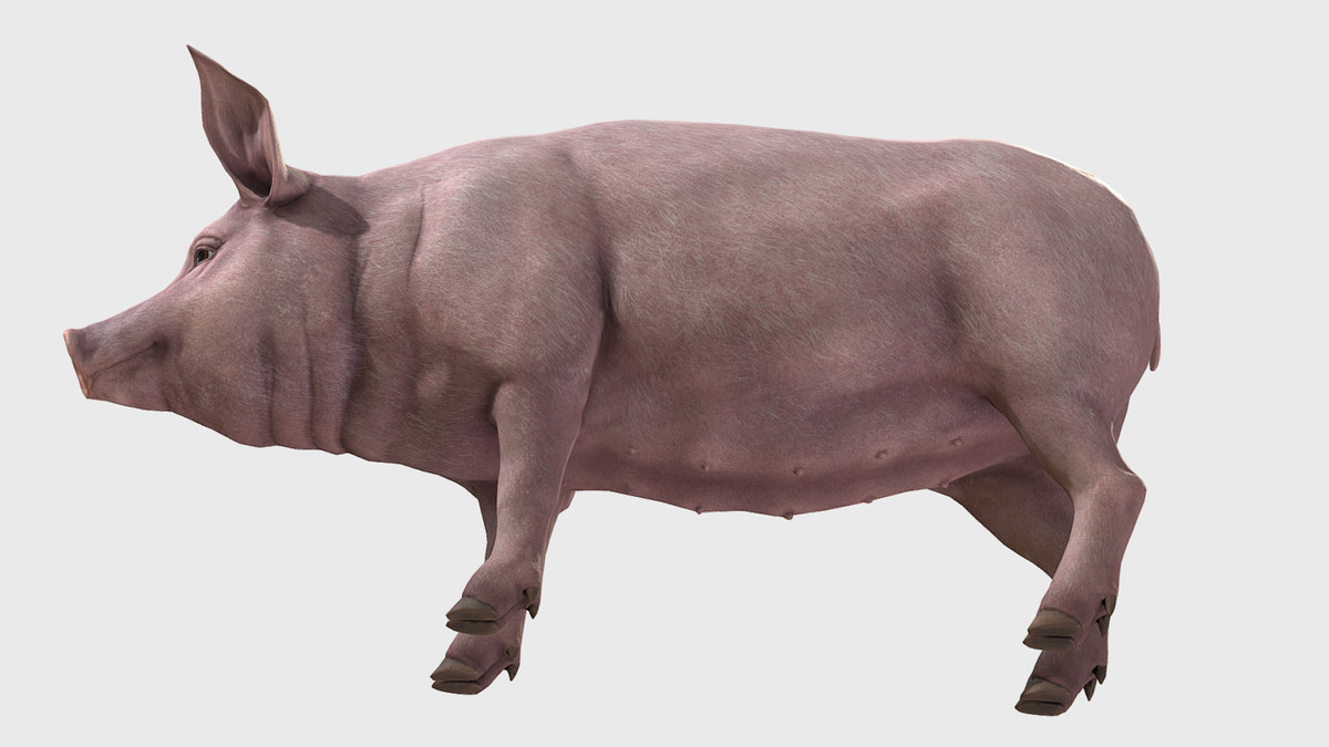 Pig - Female