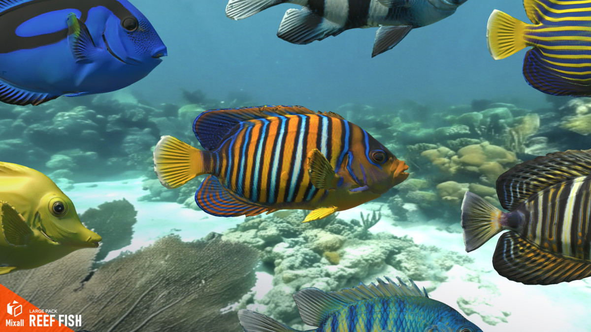 Reef fish - large pack