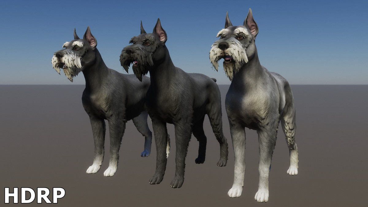 Dog - Schnauzer