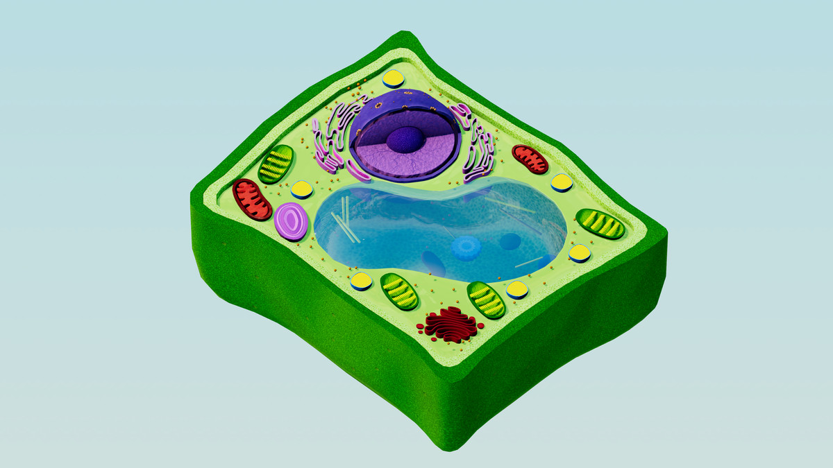 Eukaryotic Plant Cell - Cross Section