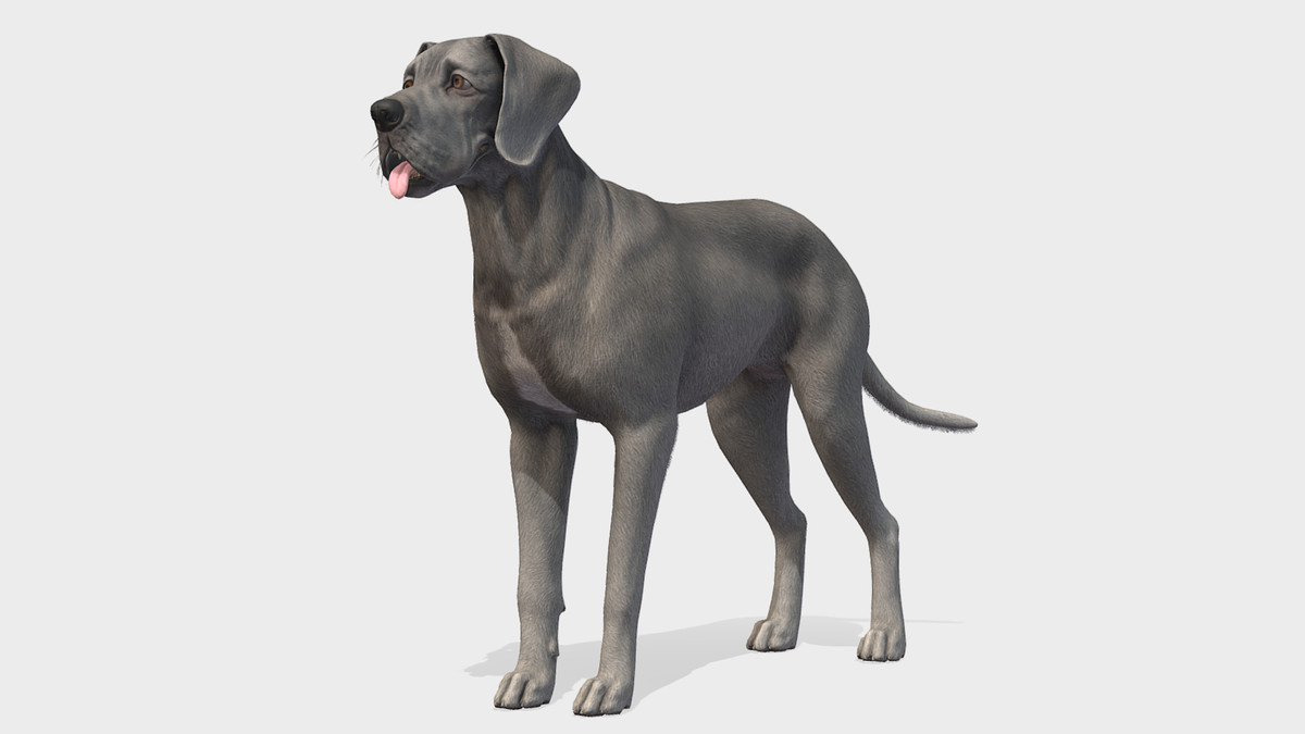 Dog - Great Dane