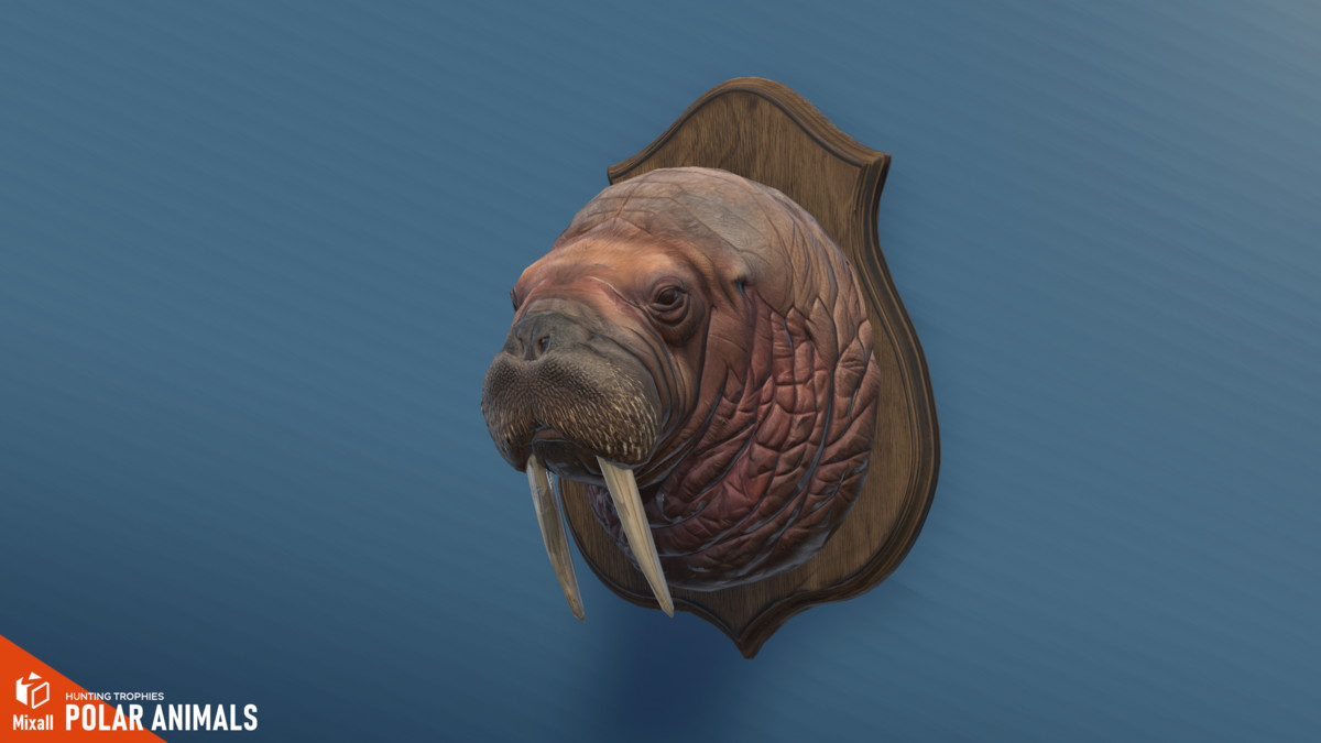 Polar animals – Hunting trophies