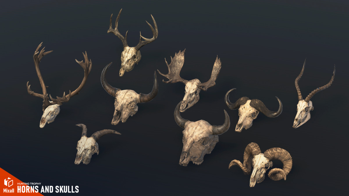 Horns and Skulls – Hunting Trophy