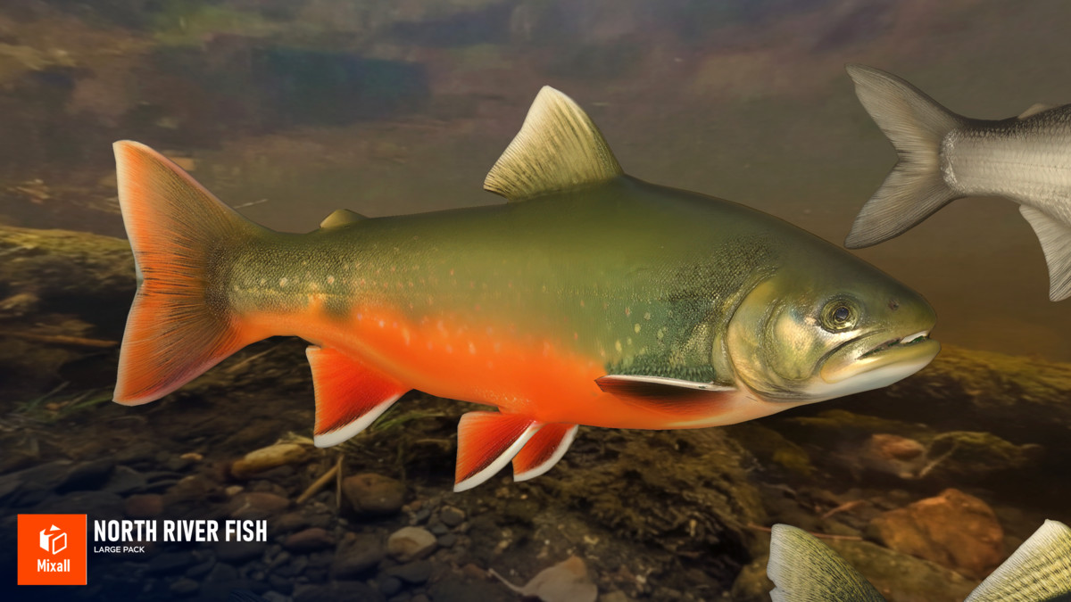 North river fish - large pack