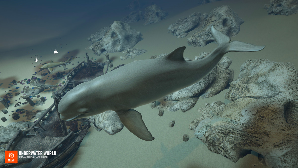 Underwater world - Coral Reef & Marine Life
