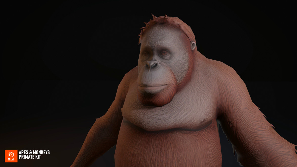 Apes & Monkeys - Primate Kit