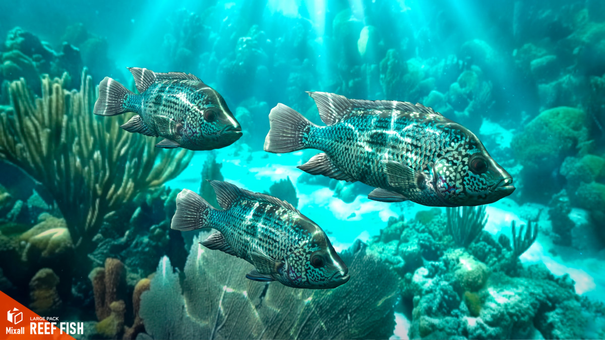 150 Sea fish - Full pack