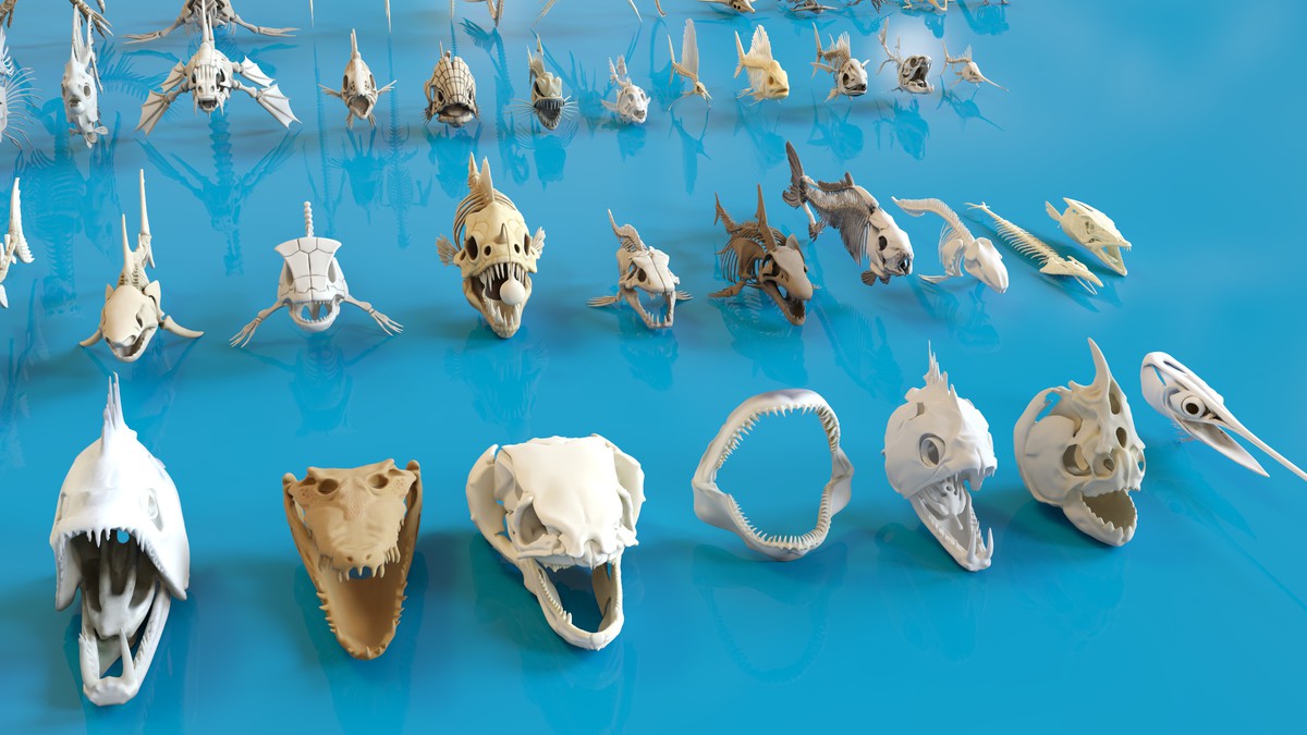 Fish and Underwater Creatures Skeleton Collection – Marine Bone 3D Asset Pack