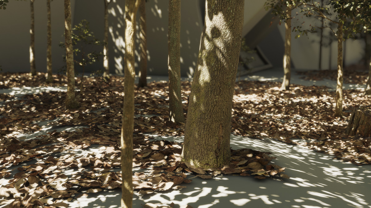 Forest Oak Trees