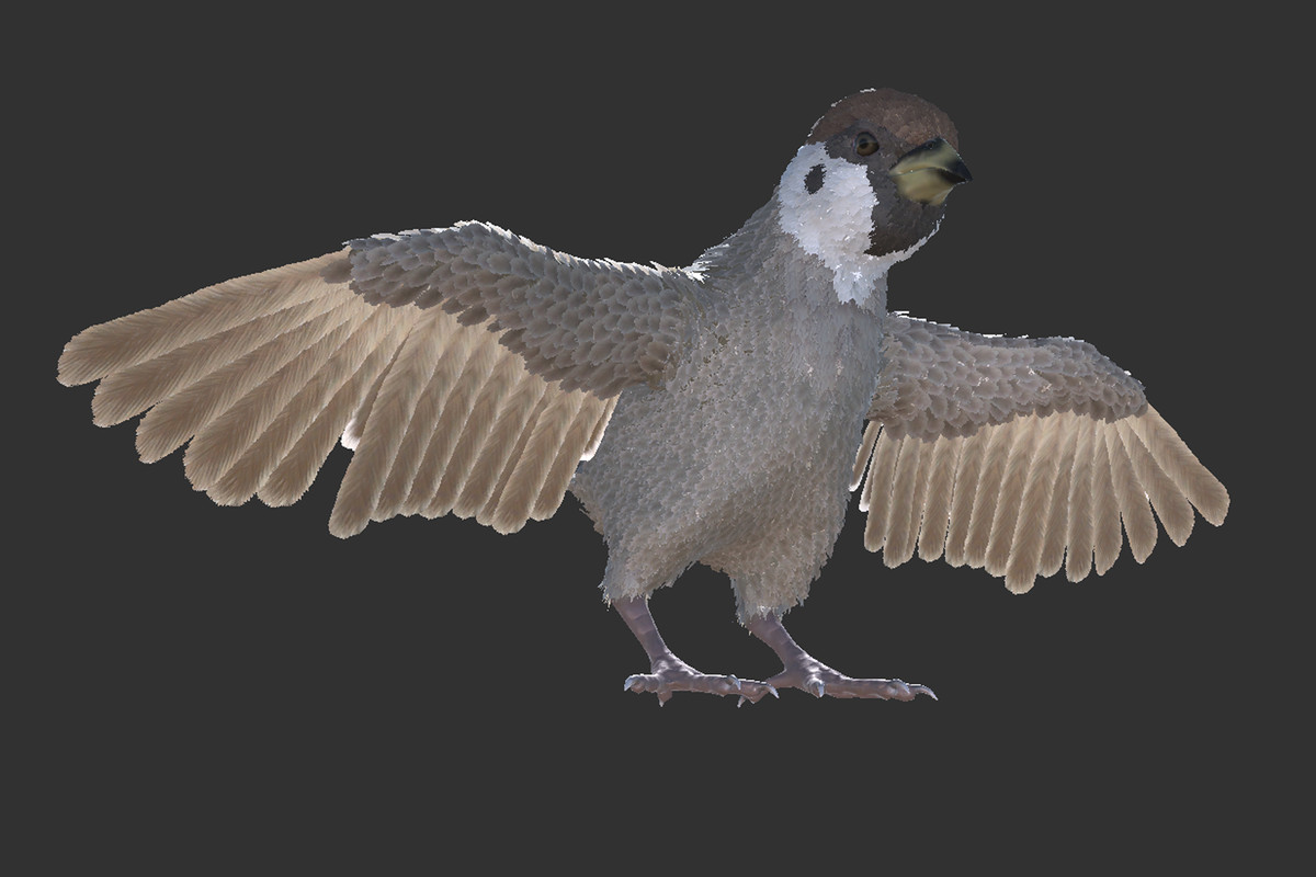 Sparrow Feathered