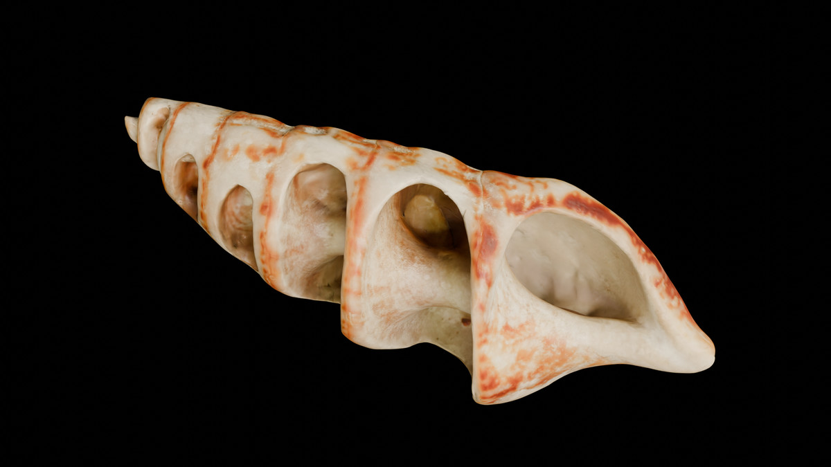 SeaShells Pack Vol 1