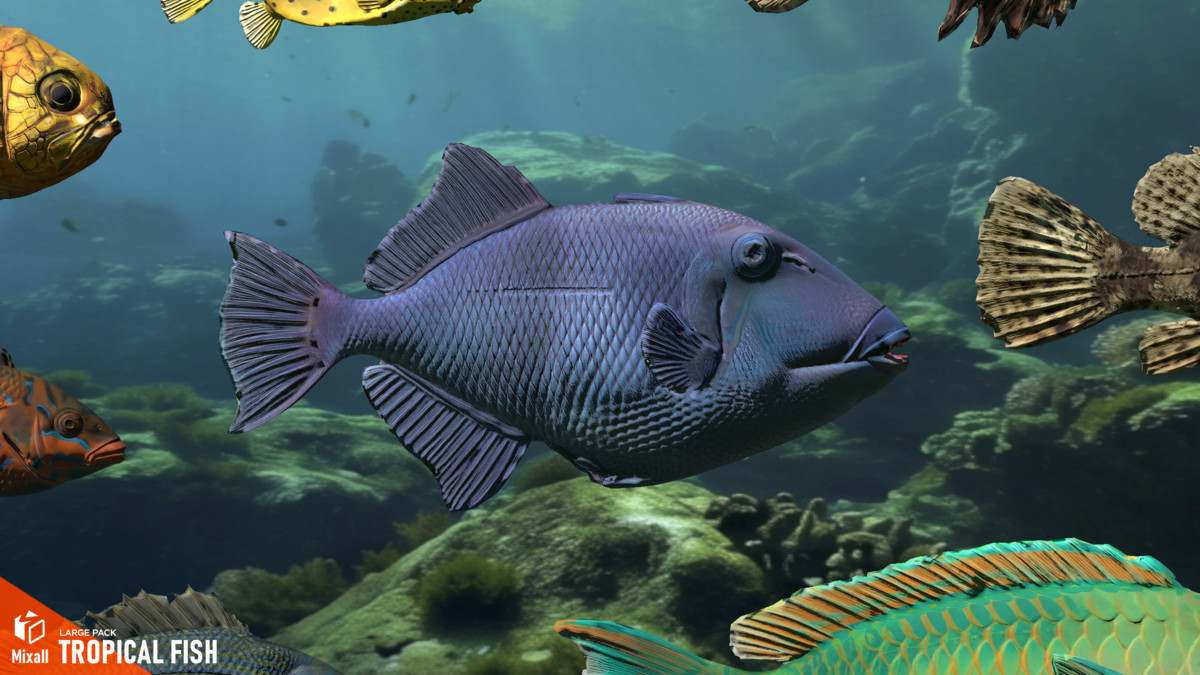 Tropical fish - large pack