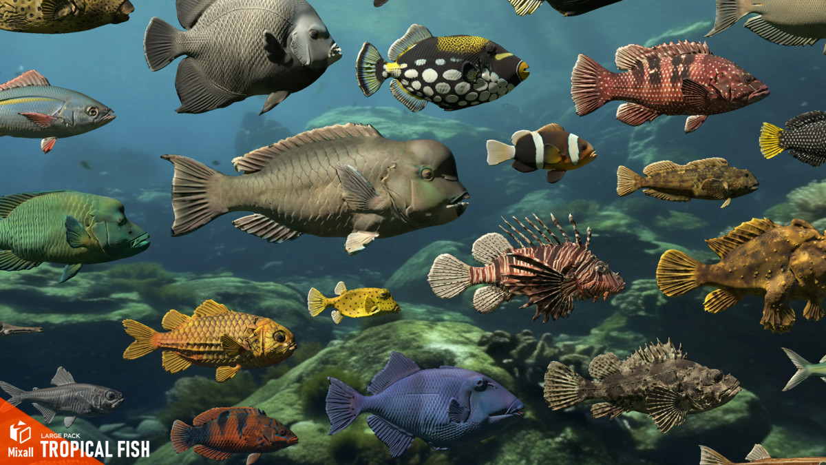 Tropical fish - large pack