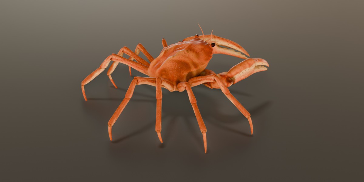Animated Crab