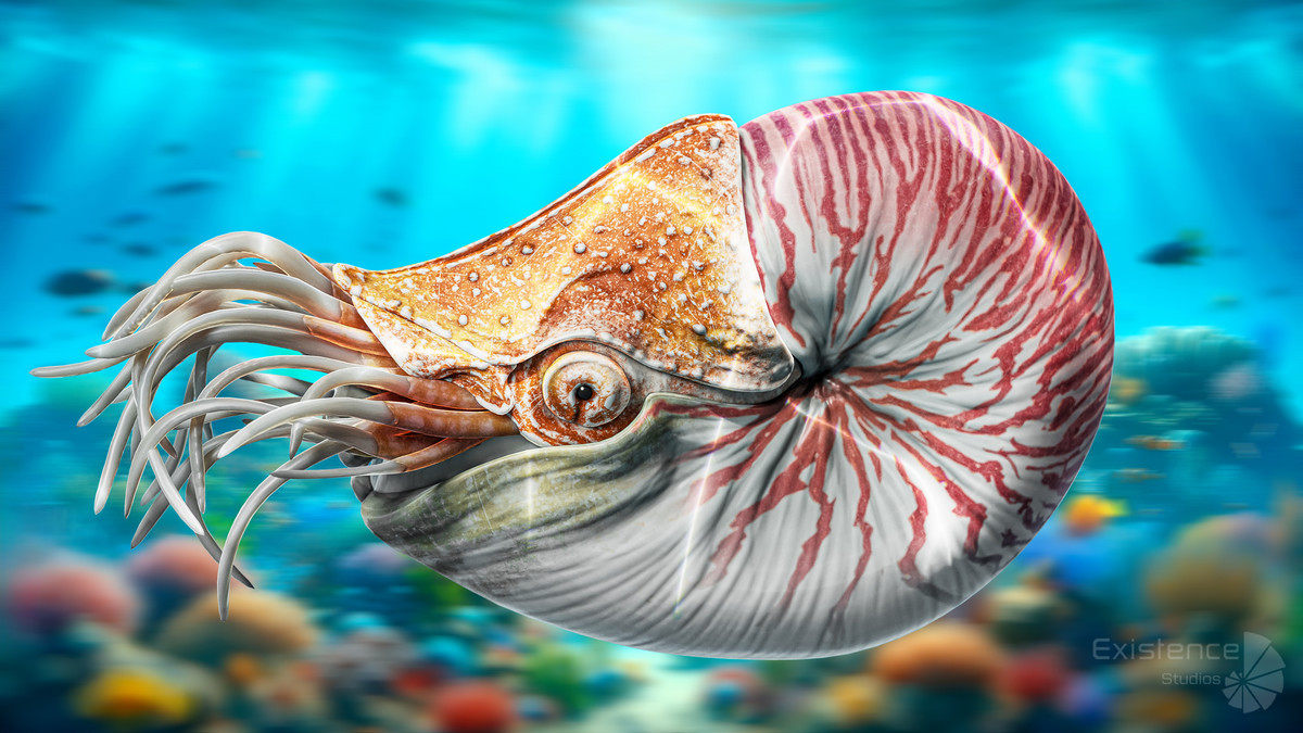 Crab - Coconut Crab - Mantis Shrimp - Sea Turtle - Nautilus - #70