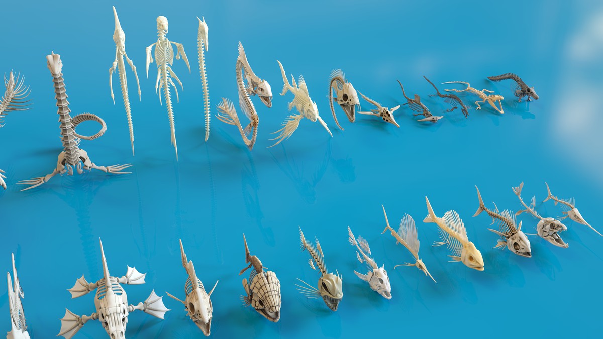 Fish and Underwater Creatures Skeleton Collection – Marine Bone 3D Asset Pack