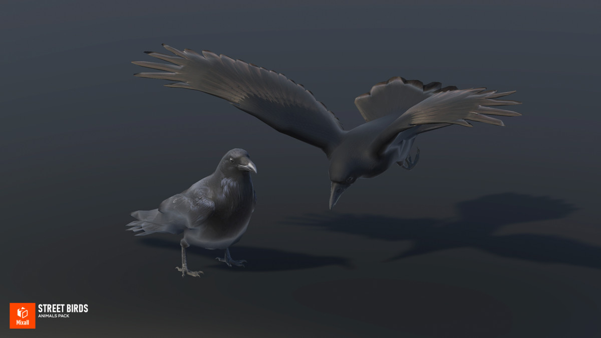 Street birds - animals pack