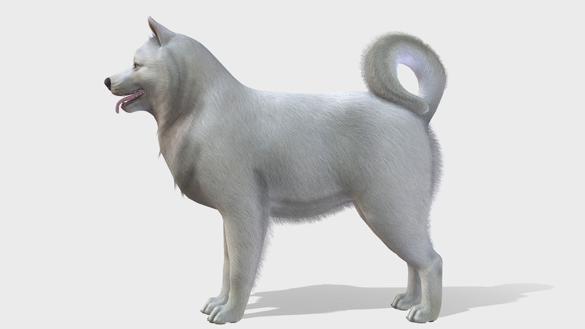 Dog - Samoyed