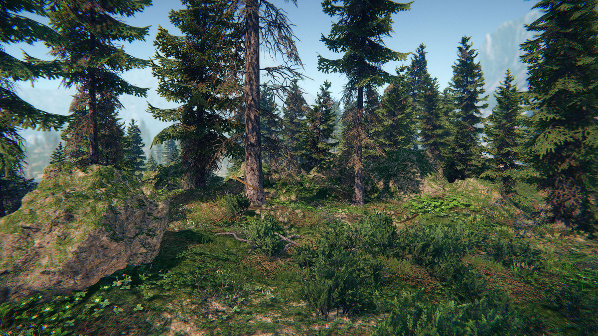 Spruce Forest