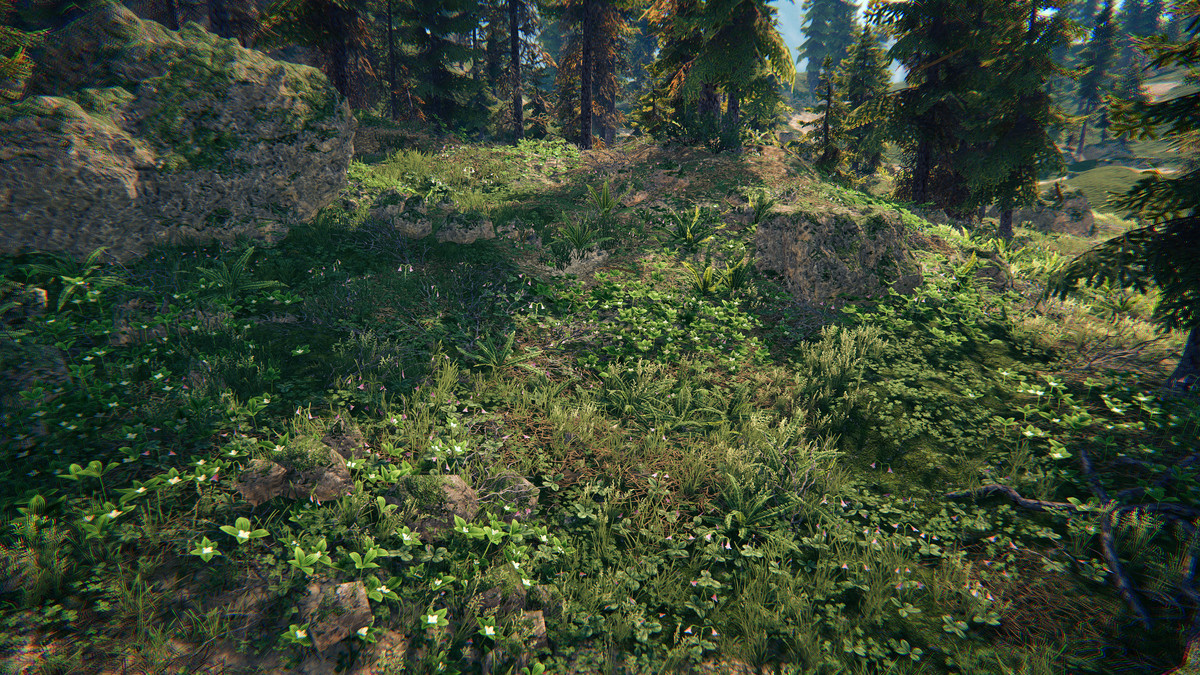 Spruce Forest