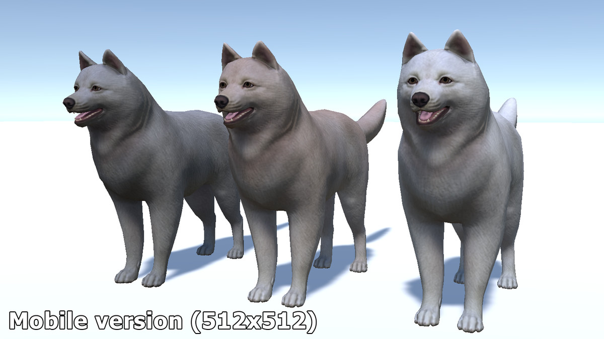 Dog - Samoyed
