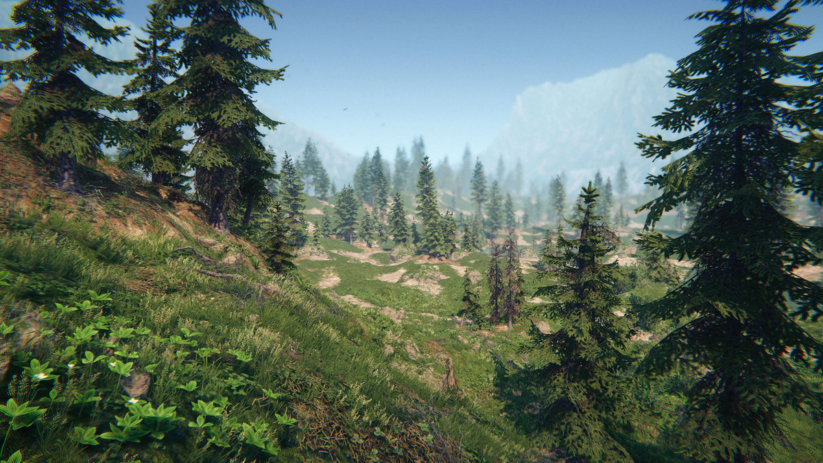 Spruce Forest